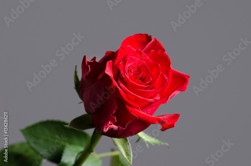 Romantic valentine red rose on isolated gray background.