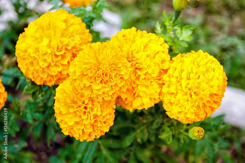 Blurred summer background with growing flowers calendula, marigo