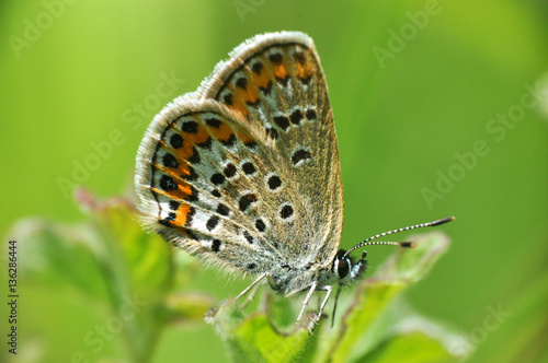 Plebejus argus, Silver Studded Blue butterfly in natural habitat with a green background photo