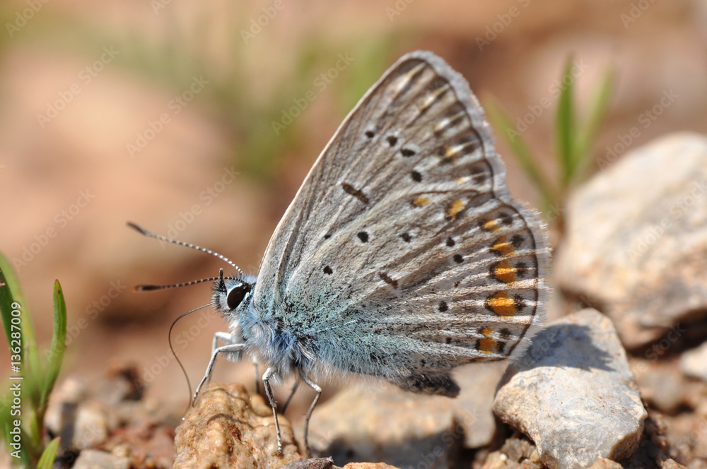 Common Blue or Polyommatus icarus, Small blue butterfly Common Blue or Polyommatus icarus, Small blue butterfly