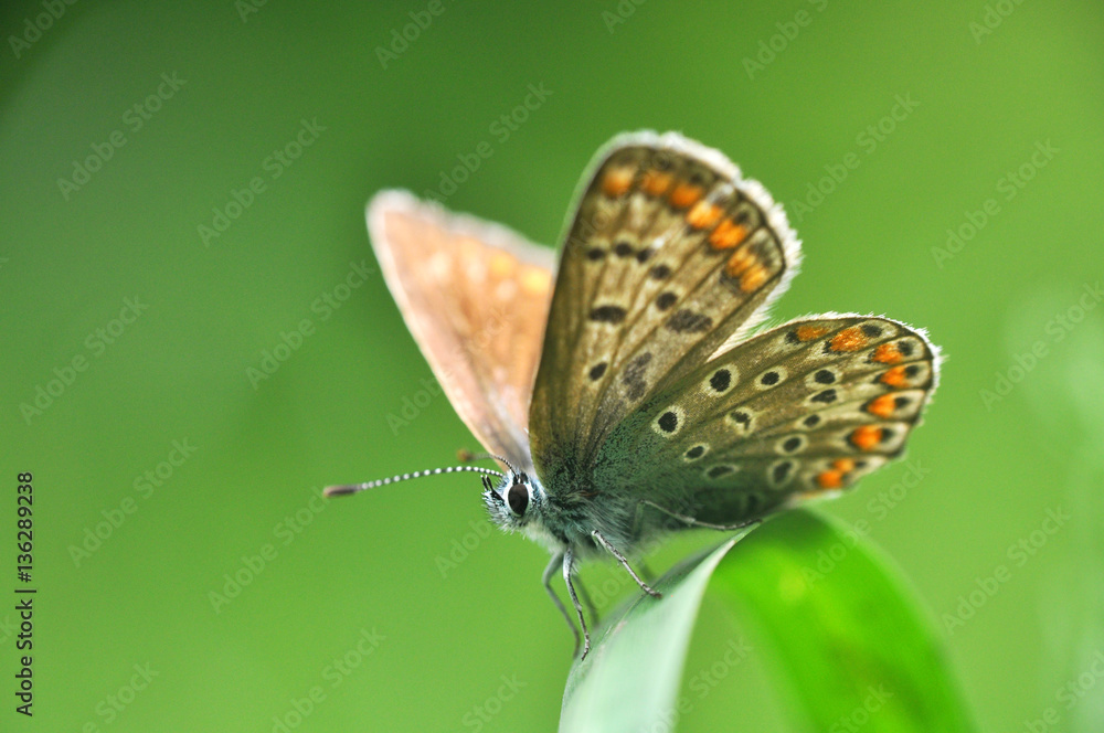 Fototapeta premium Common Blue or Polyommatus icarus, Small blue butterfly