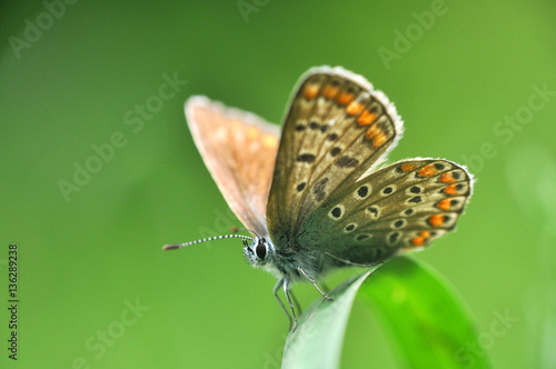 Common Blue or Polyommatus icarus, Small blue butterfly