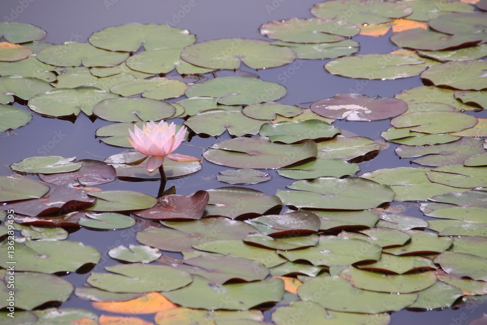 ハスの花 ハスの花