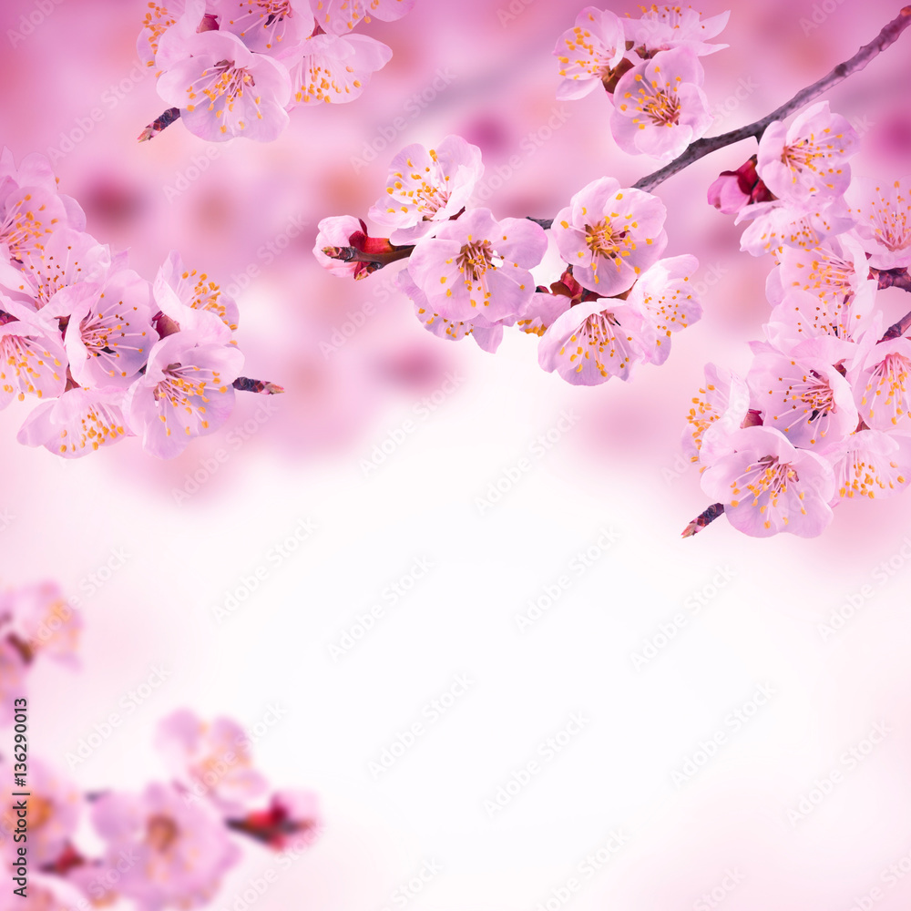 Spring background with pink blossom