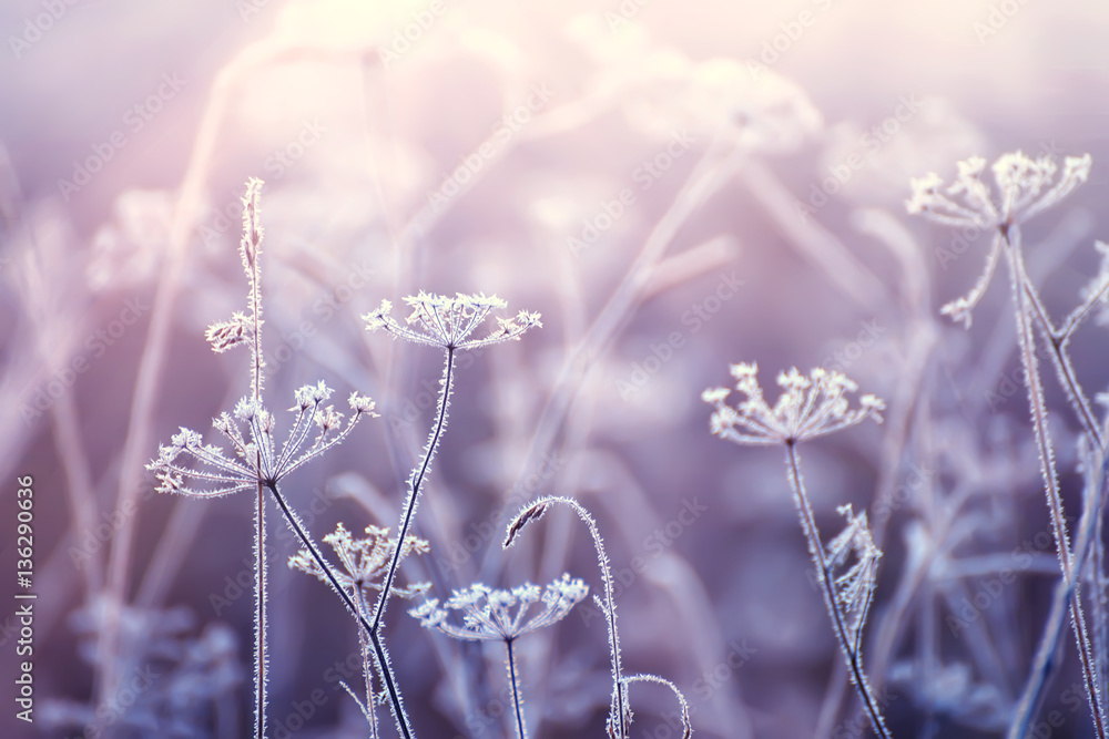 delicate dried flowers in the frost. Soft gentle morning light in the haze. Very soft focus.
