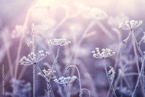 delicate dried flowers in the frost. Soft gentle morning light in the haze. Very soft focus. 