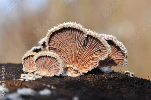 Shizophyllum commune, healing mushroom, Small mushroom growing on sick tree 