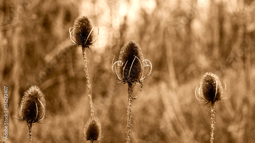 Dipsacus Wild Teasel A genus of flowering plant