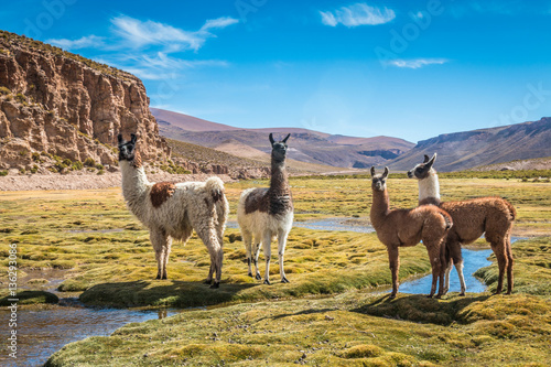 Llamas in Bolivia photo