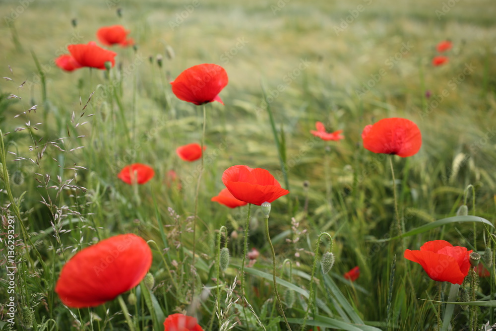 Fototapeta premium Papaver rhoeas. Field with barley and field poppy.