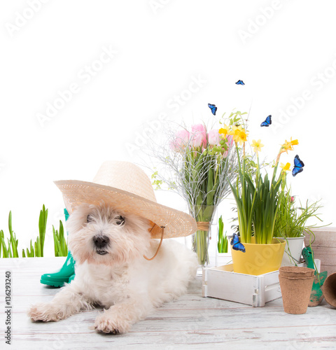 Garden tolls, West highland white terier and spring seedling isolated on white background. Rubber, narcis and tulips. photo