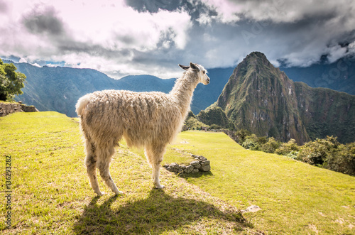 Llama in Andes Mountains
