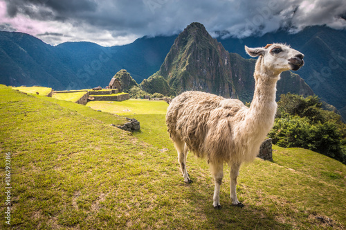 Llama in Machu Pichu © pcalapre