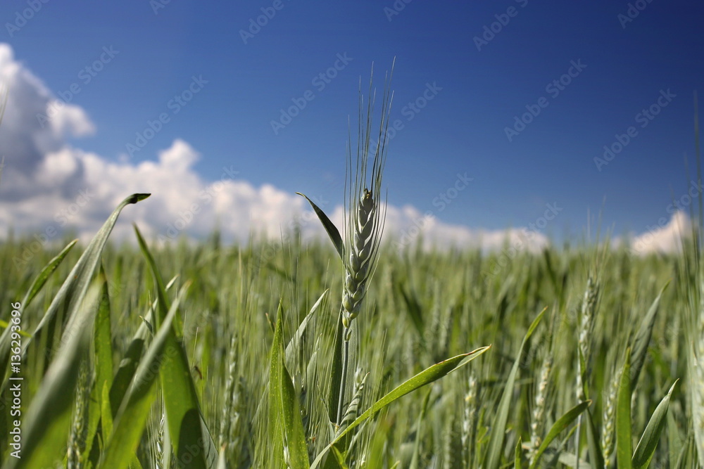 Obraz premium barley field with a beautiful blue sky with white clouds