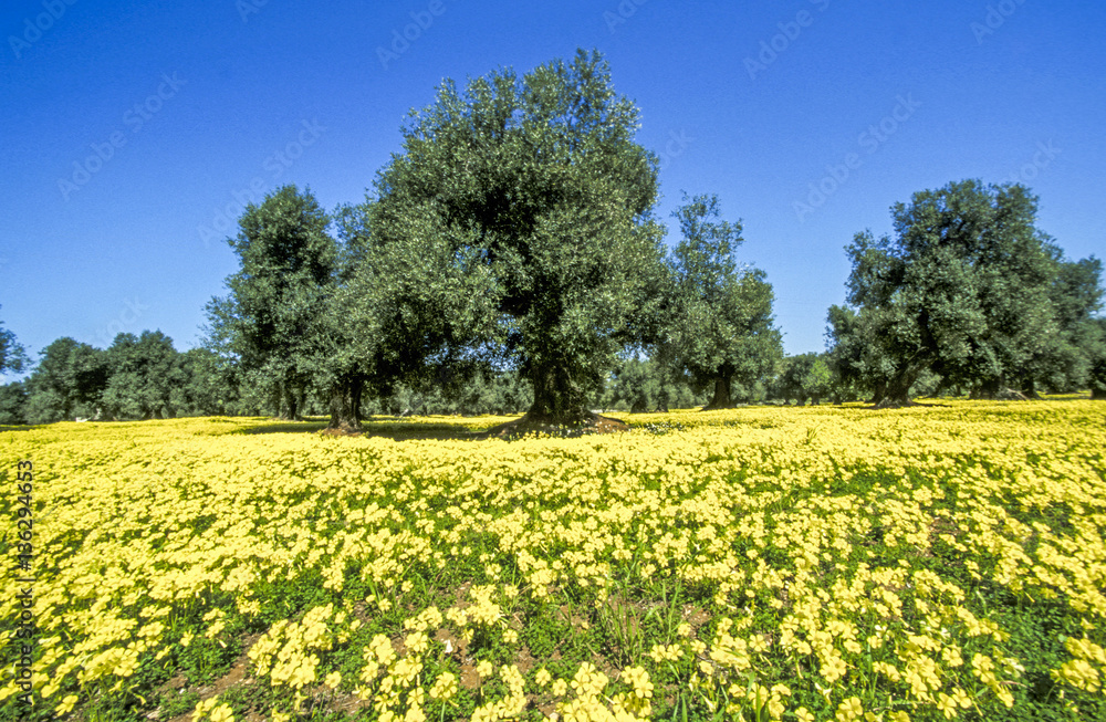 Olive trees, yellow flowers, Italy, Aplulia, Ostuni area