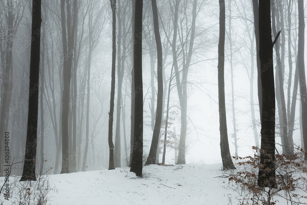 Trail in foggy winter forest Trail in foggy winter forest