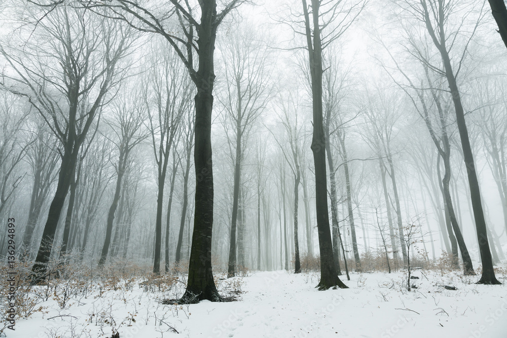 Fototapeta premium Trail in foggy winter forest