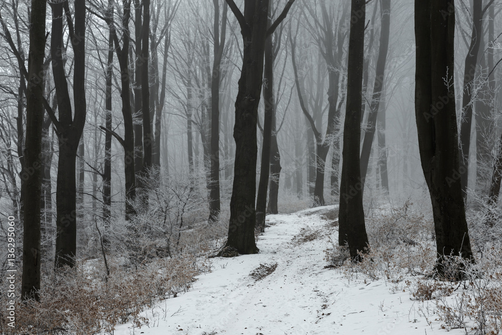 Fototapeta premium Foggy trail in winter forest