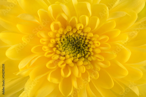 yellow chrysanthemum closeup