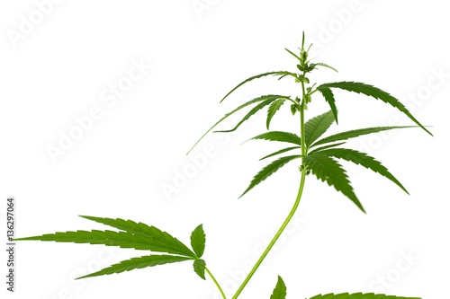 Green leaf of Cannabis tree isolate on white  background