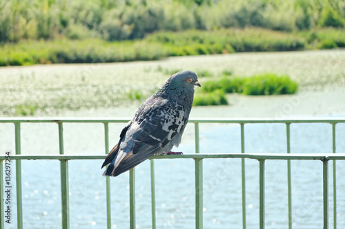 Pigeon. photo