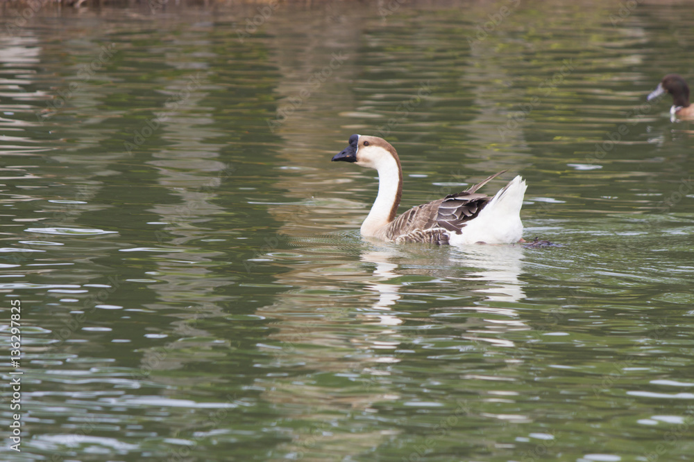 Geese on a pond Geese on a pond