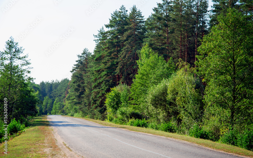 Naklejka premium Asphalt road through the forest