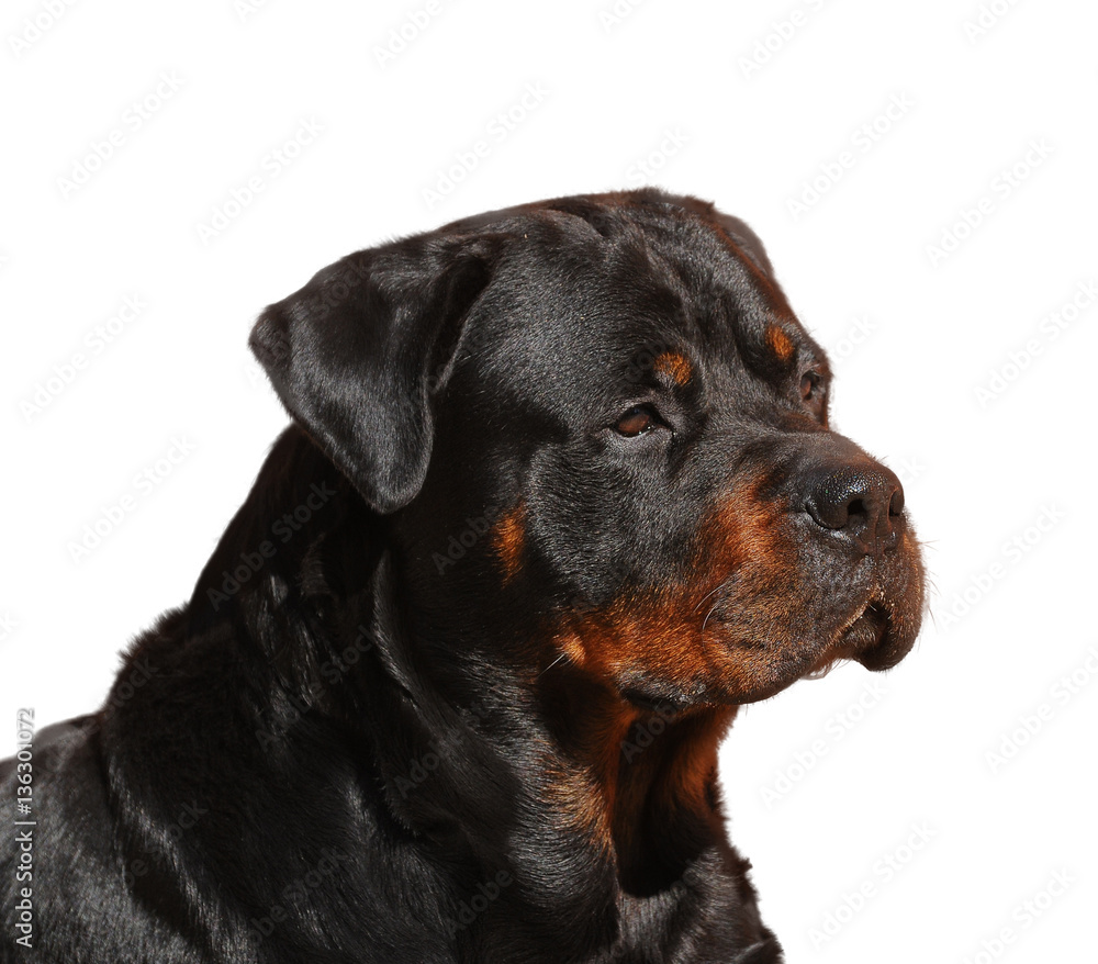 Purebred rottweiler dog