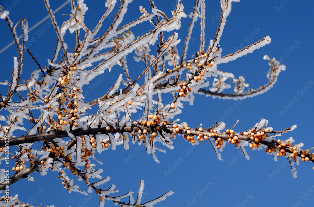branch of sea-buckthorn with ripe fruits the covered snow