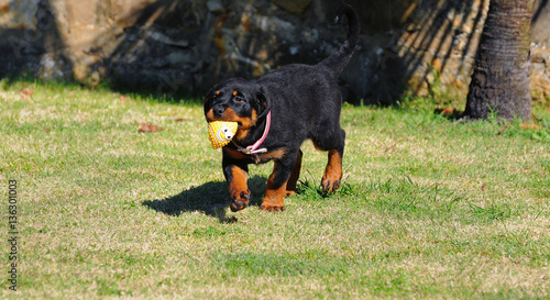 Puppy dog of rottweiler