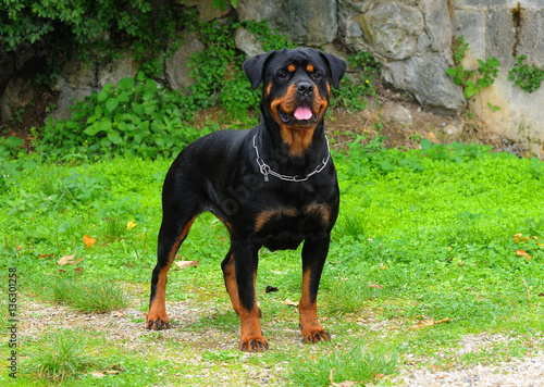 Purebred rottweiler dog