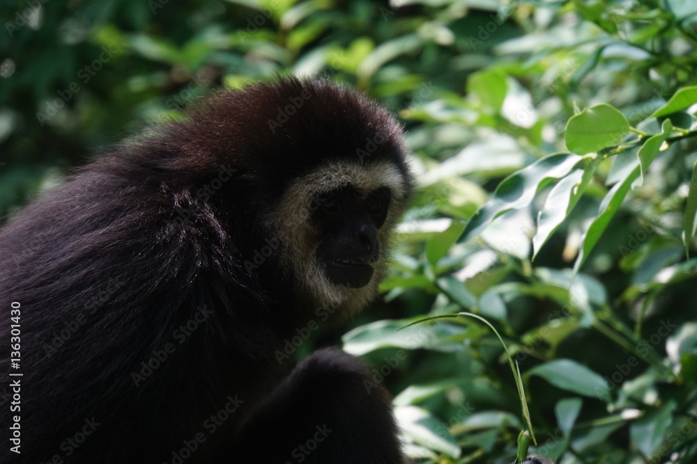 Obraz premium シロテテナガザル