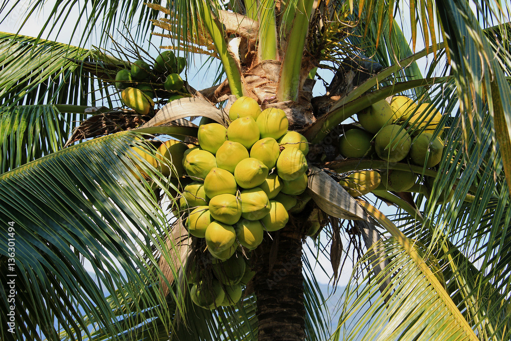 Fototapeta premium Coconut cluster on coconut tree