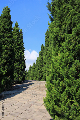 Pines in royal flora garden  Thailand