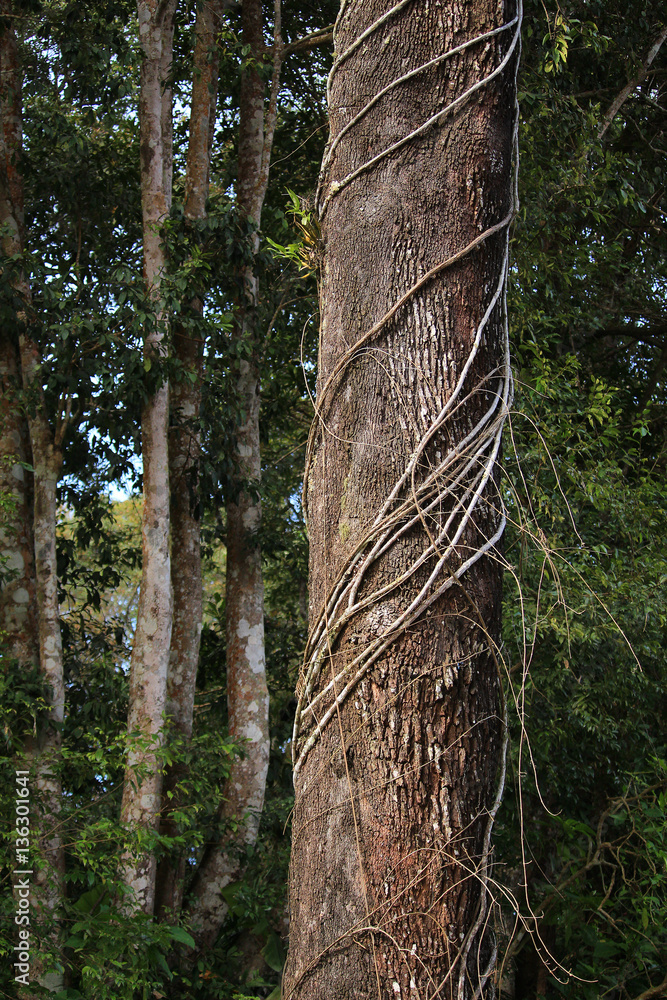 Tropical rainforest jungle vine wrapping around tree Stock Photo