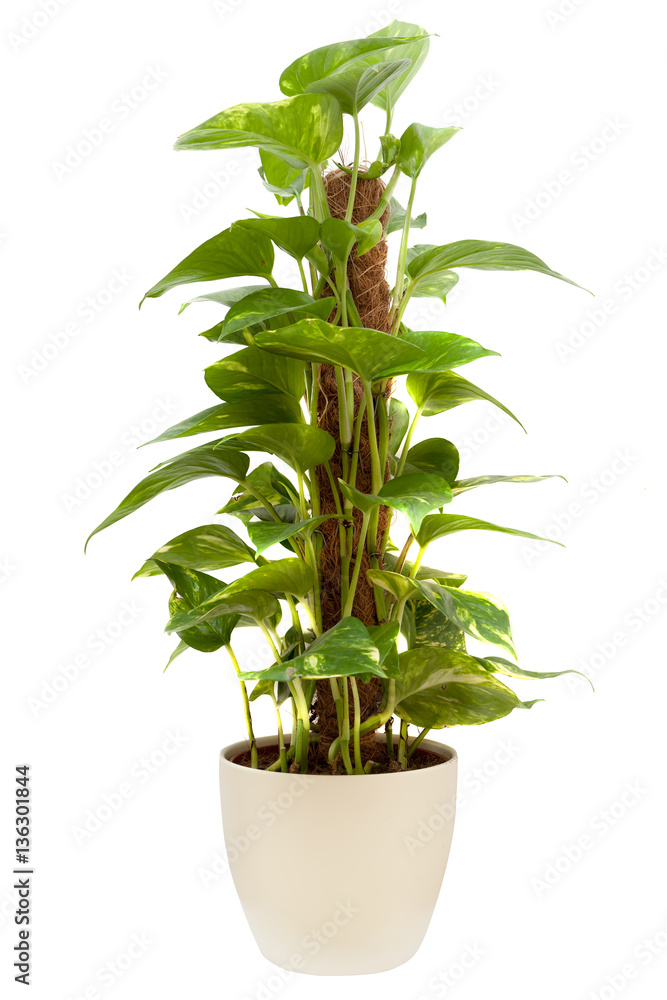 Fototapeta premium House plant