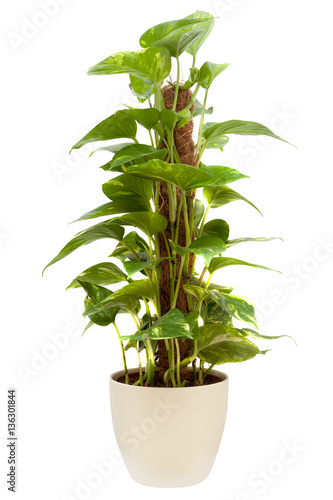 House plant photo