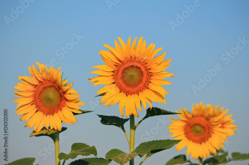 Yellow sunflowers and blue sky background