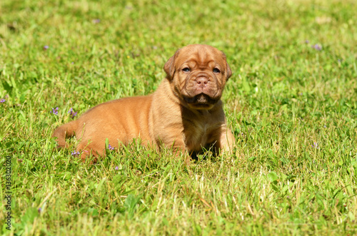 Dogue de Bordeaux, dog puppy. © Ricant Images