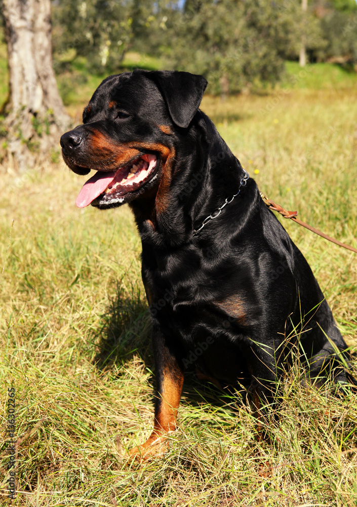 Purebred rottweiler dog Purebred rottweiler dog