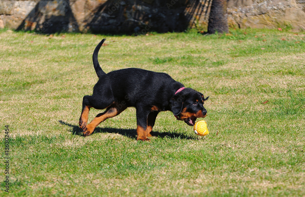 Puppy dog of rottweiler Puppy dog of rottweiler
