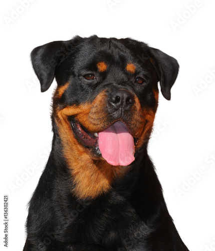 Purebred rottweiler dog