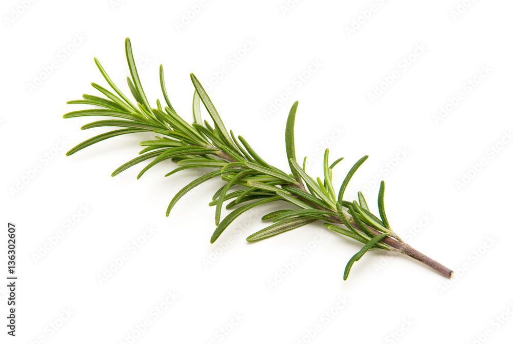 Twig of rosemary on a white background