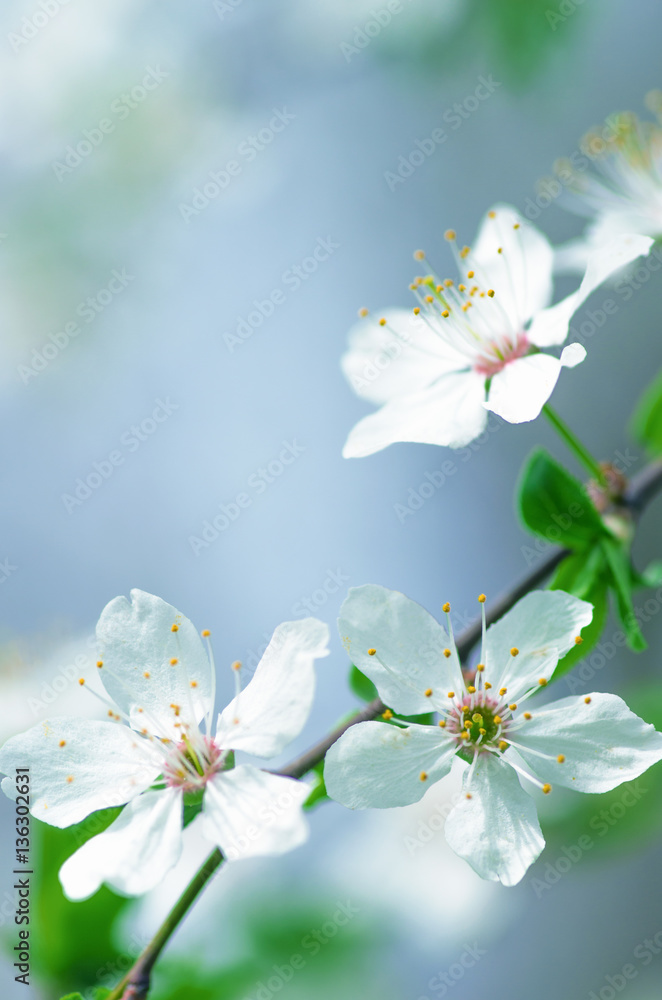 Obraz premium white cherry tree flower in spring