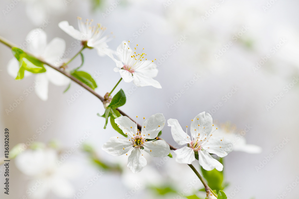 white cherry tree flower in spring