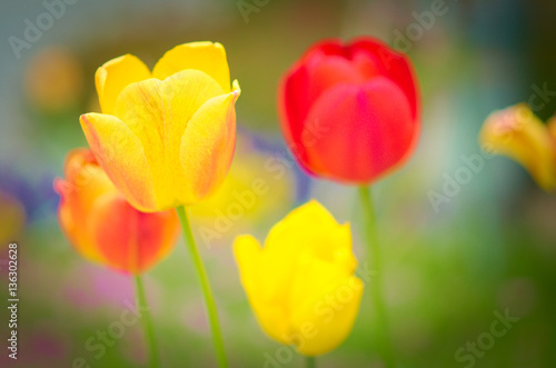 Fototapeta Naklejka Na Ścianę i Meble -  rot gelbe Tulpen, Blumen
