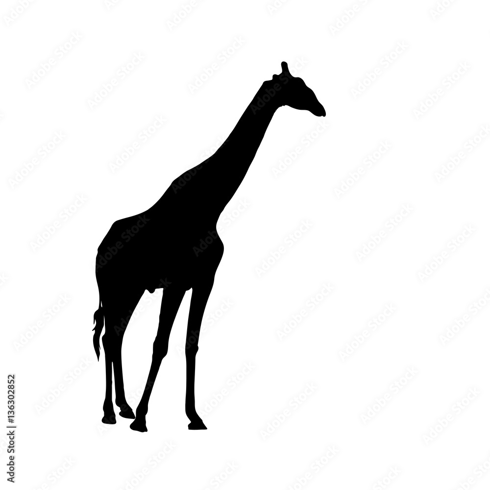 Fototapeta premium Big Giraffe standing - Silhouette - Vector Illustration