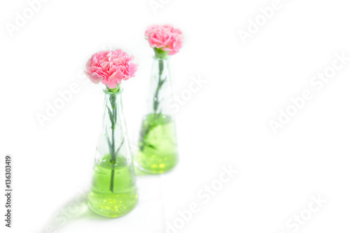 pink  carnation in glass bottles isolated on white background