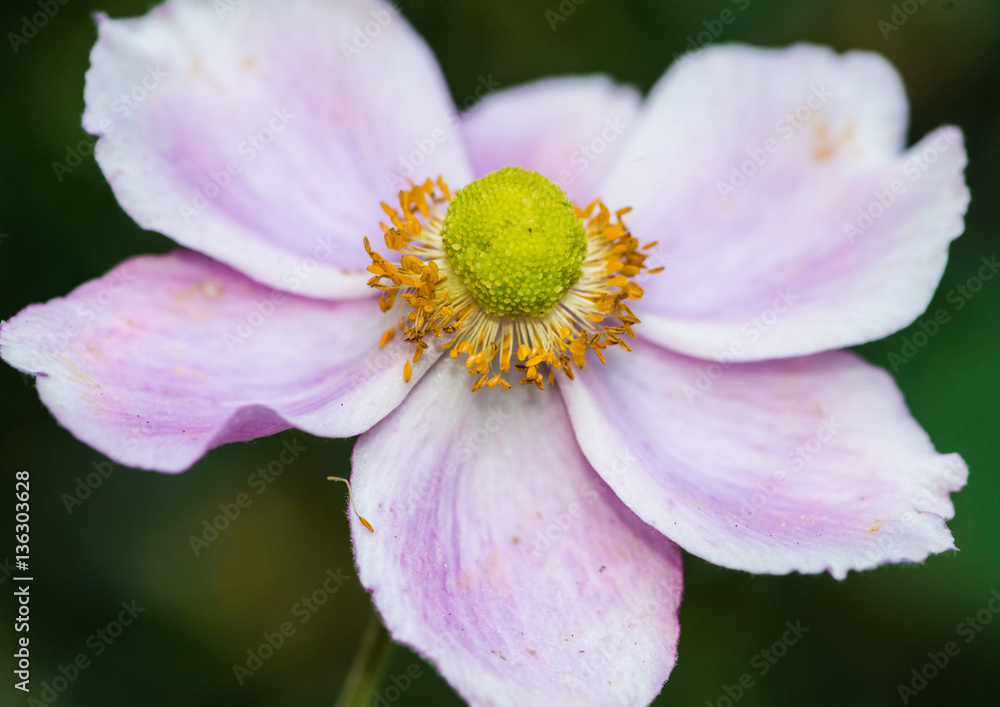 Anemone Twirl