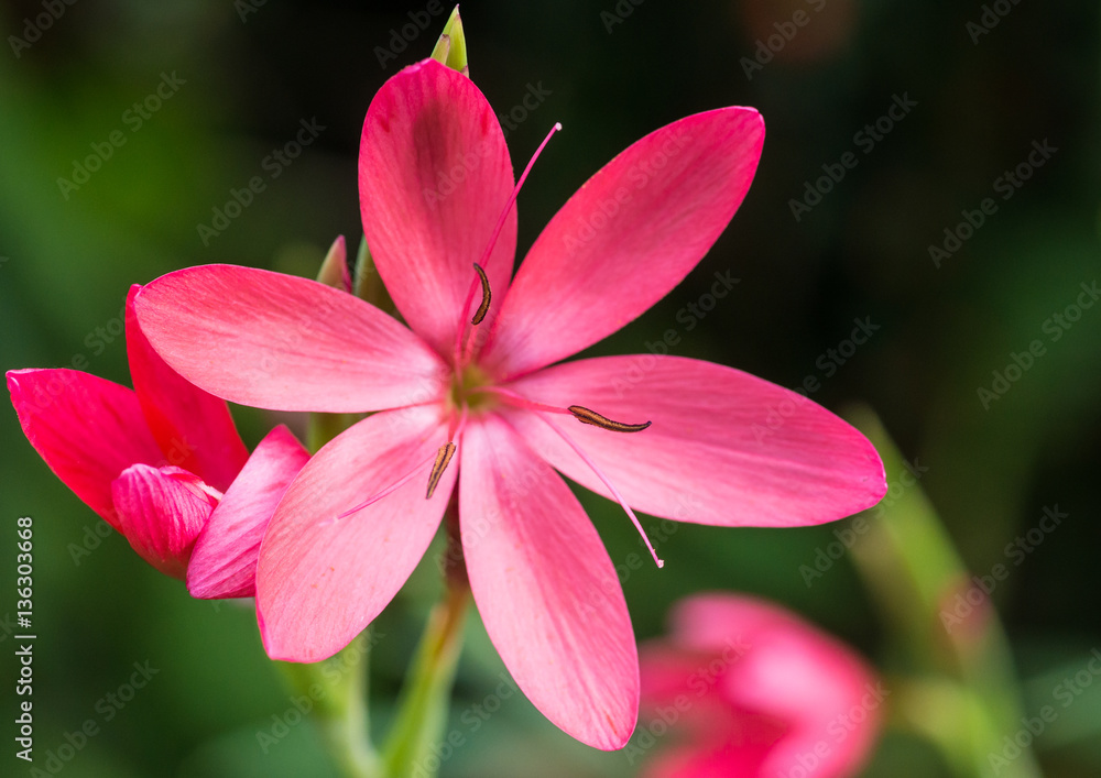 River Lily River Lily
